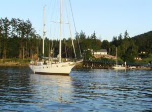 Porpoise on a Gulf Island charter